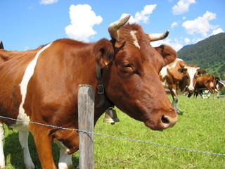 La vache