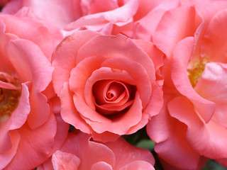 Fototapeta na wymiar rose