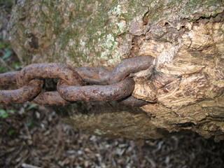 chaine métal mangée par un arbre