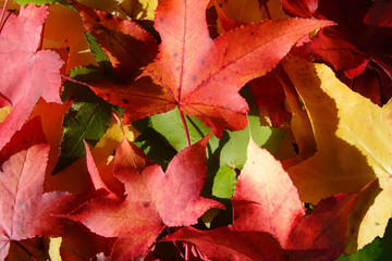 tapis de feuille d'automne