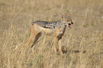 black backed jackal