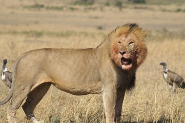 male lion