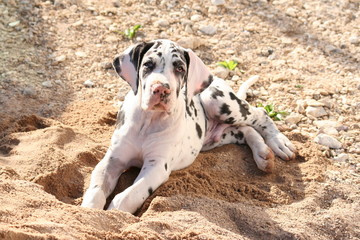bel-athos dans le sable