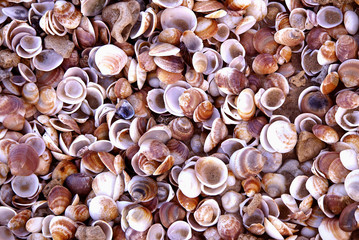 shells