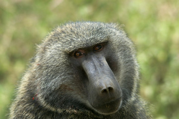 male olive baboon