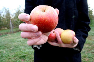 fresh picked apples