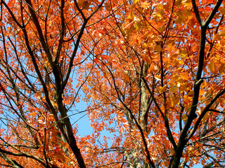 red maple tree tops