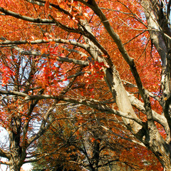 red maple tree tops