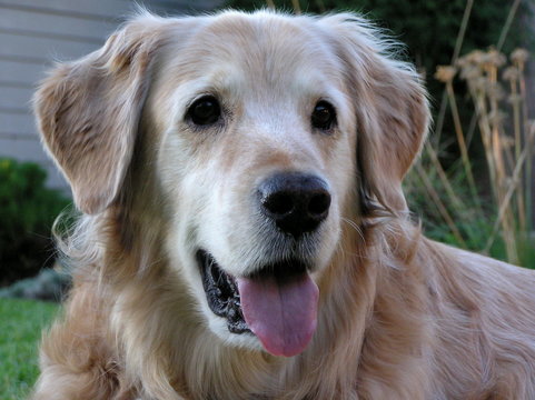 golden retriever