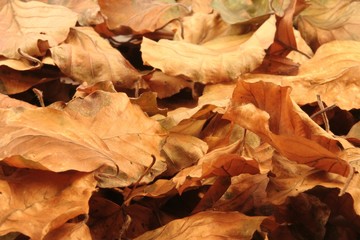 autumn leaves