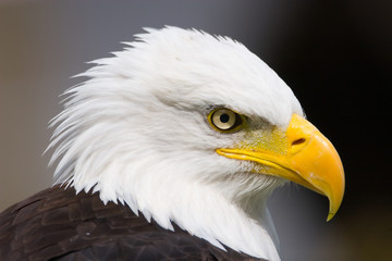 proud eagle