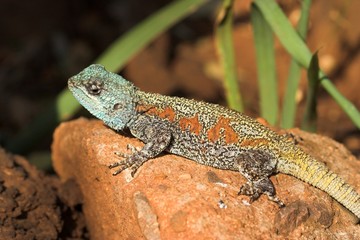 Obraz premium lizard