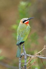 Fototapeta premium white-fronted bee-eater