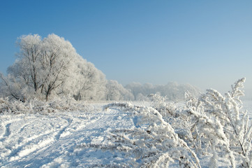 winter landscape