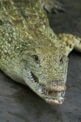 Fototapeta premium nile crocodile