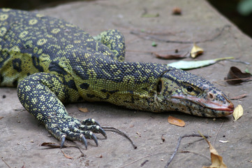 nile monitor