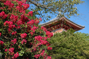 Fototapeta premium temple of clear water