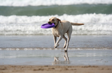 dog with disc