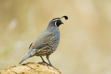 Fototapeta premium gambel's quail