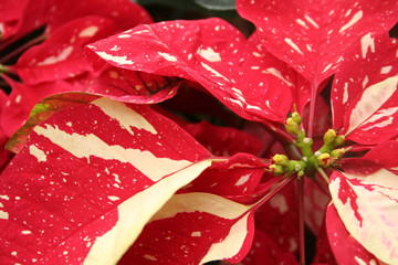 narbled poinsettia