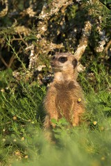 meerkat scout