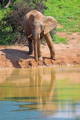 muddy elephant