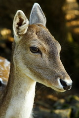 deer in the natural park of chartreuse