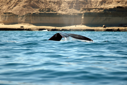 follow the whale
