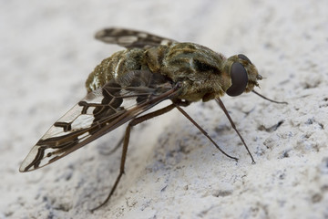 big brown fly