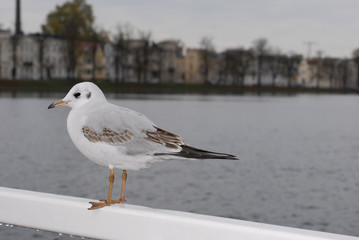 seagull by the lake