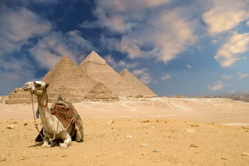 Fotobehang Egypte de piramides kameel