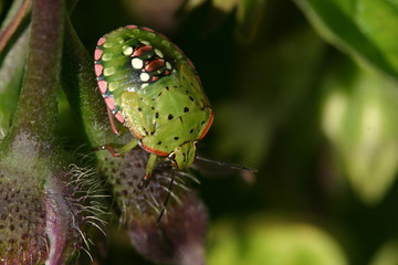 punaise verte à taches