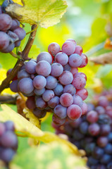 bunch of grapes ready to collect