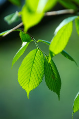 bright green leafs of young birch