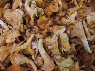 girolles
