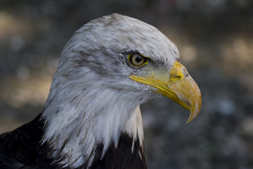 bald eagle