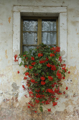 Fototapeta na wymiar okno z kwiatami