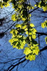 boston public garden in spring