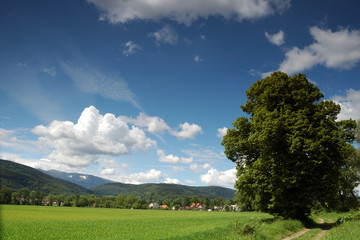 summer landscape