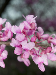 macro - flowers - purple tree