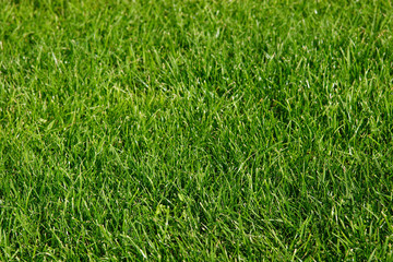 green grass - landscape