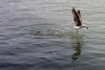 gaviota