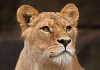 portrait of a female lion