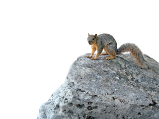 isolated squirrel on a rock