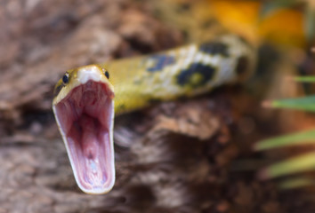 close-up of a snake