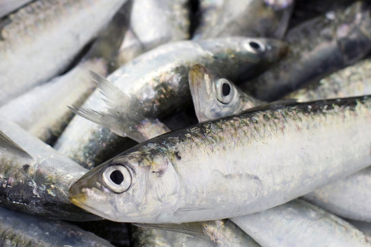 boquerones
