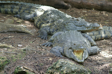 nile crocodile