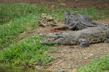 nile crocodile