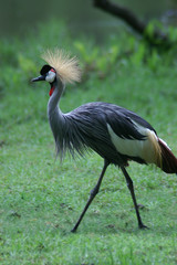 grey crested crane