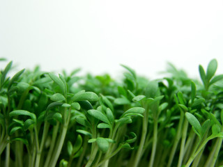 gesunde sprossen no3